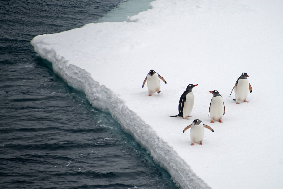 06B Penguins On The Ice Shelf At Port Foster Deception Island On Quark Expeditions Antarctica Cruise Ship